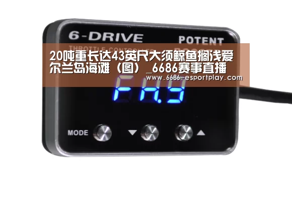 20吨重长达43英尺大须鲸鱼搁浅爱尔兰岛海滩(图)_6686赛事直播(图1) 6686赛事直播